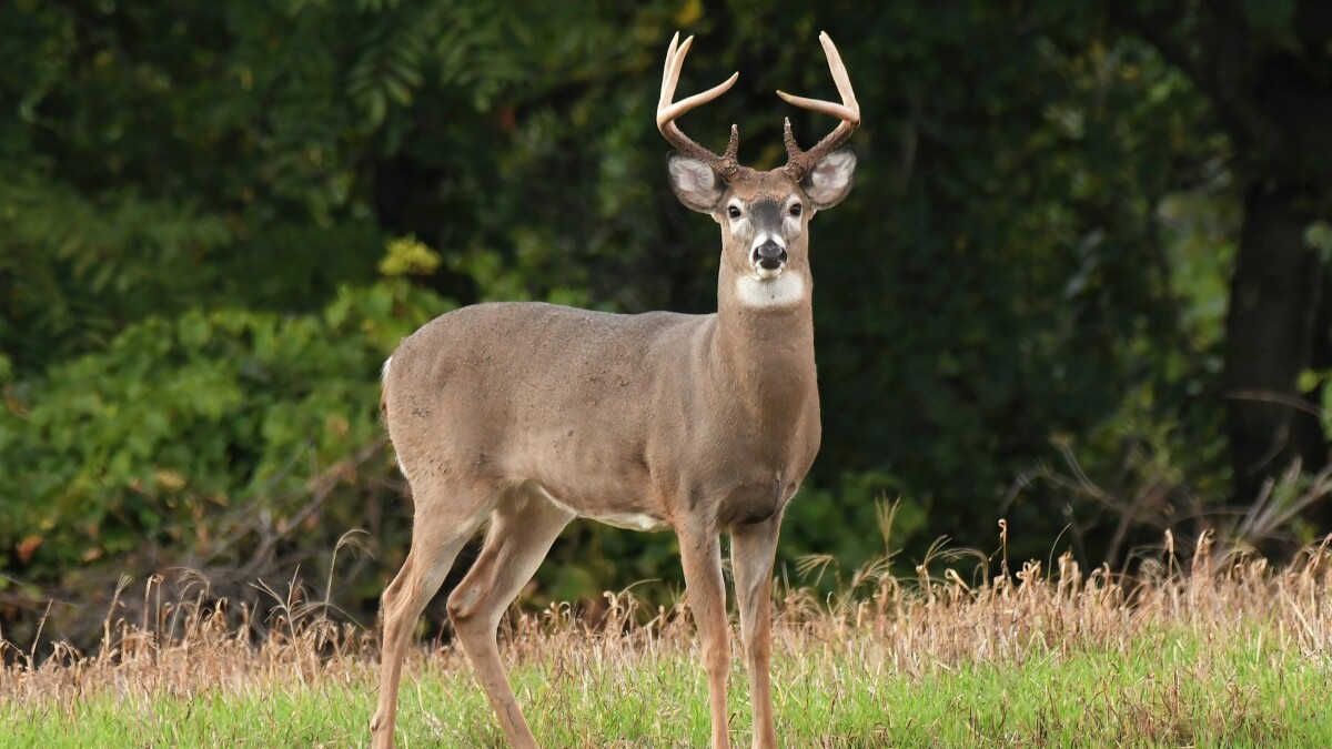 Deer Hunting on a Budget? Try Cheap High Fence Hunts!
