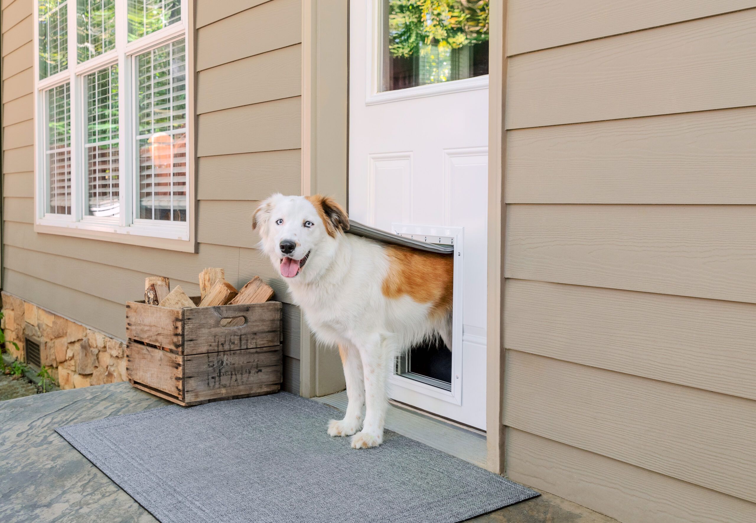 Unlocking Independence: Why Every Pet Needs a Door of their Own